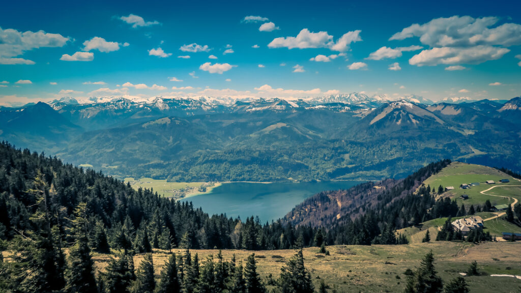 pine trees and mountains